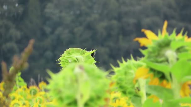 德国Eifel地区Schalkenmehrener Maar湖向日葵田寻找种子的大鸟 — 图库视频影像