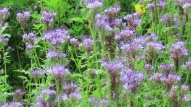 Honey bees on scorpionweed (Phacelia) field.