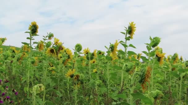 Field Sunflower Schalkenmehrener Maar Lake Eifel Region Germany — Stock Video