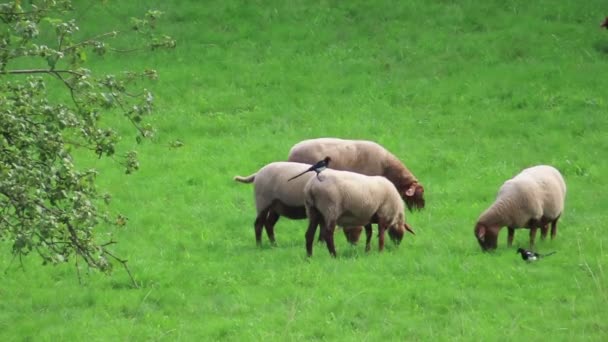 Herd Sheeps Grazing Schalkenmehrener Maar Lake Meadows German Eifel Region — Stock Video