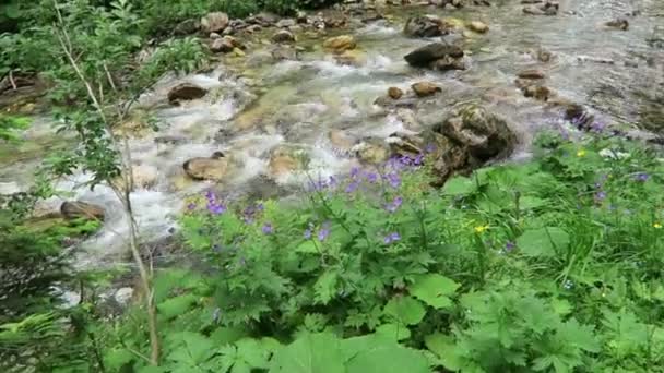 Krummbach Stream Flowing Austrian Alps Zillertal Valley High Tauern Hiker — Stock Video