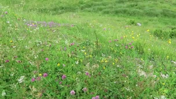 Tirol Avusturya Daki Zillertal Vadisinde Çiçek Açan Otlayan Inekler — Stok video