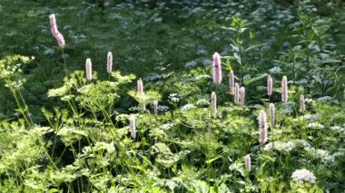 Avrupa bistort (Bistorta officinalis) çayırı. Yılan kökü olarak da bilinir..