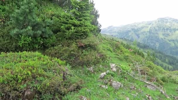 Runde Enzianblüte Den Alpen Zillertal Österreich Gentiana Orbicularis Und Kiefer — Stockvideo