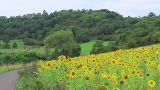 Solrosfält Vid Schalkenmehrener Maar Sjön Eifel Regionen Tyskland — Stockvideo