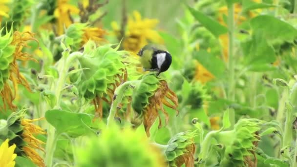 ひまわりの検索種子の分野で素晴らしいティー鳥 — ストック動画