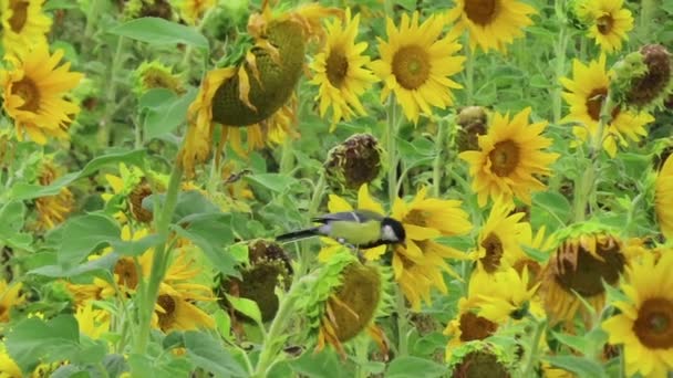 Great Tit Bird Field Sunflower Searching Seeds — Stock Video