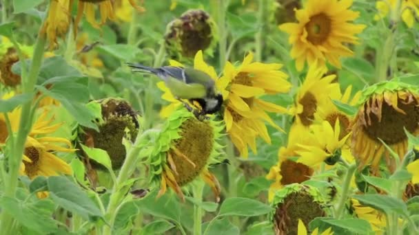 Большая Синица Поле Подсолнечника Поисках Семян — стоковое видео