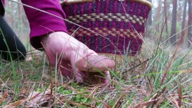 Buckow, Brandenbburg / Almanya 22 Ekim 2019: Çam ağacı ormanlarında körfez Bolete mantarları mantarları mantarlayan insanlar. sonbahar sezonu.