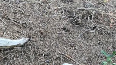 Ahşap karınca tepesi tam kare. çam ağacı ormanı.