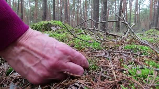 Mushrooming Bay Bolete Setas Bosque Pinos Temporada Otoño — Vídeo de stock