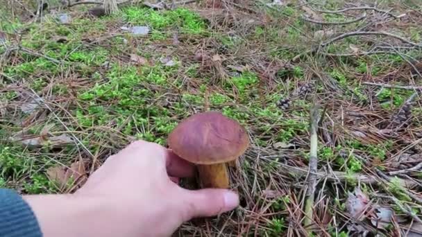 Mushrooming Bay Bolete Cogumelos Floresta Pinheiros Época Outono — Vídeo de Stock