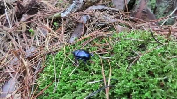 Dor Beetle Anoplotrupes Stercorosus Running Need Forest Autumn — Stock Video