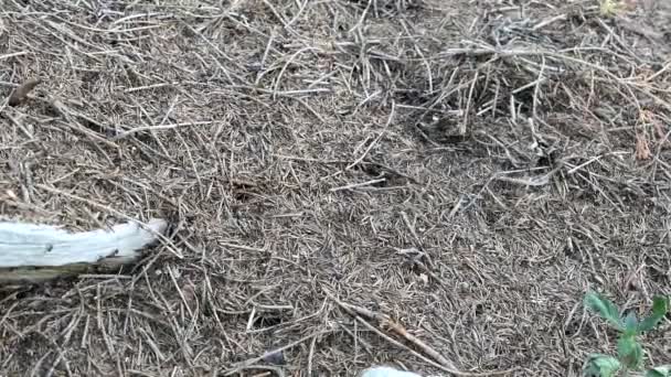 bois fourmis colline en plein cadre. forêt de pins .