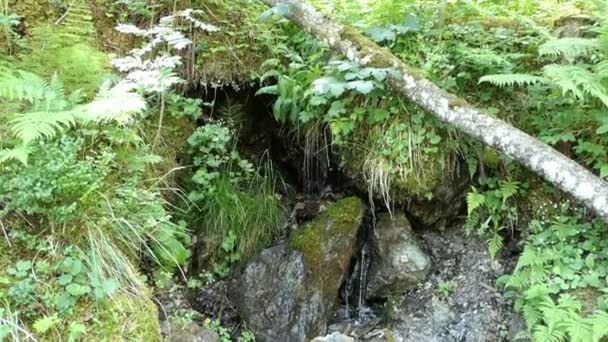 奥地利Gerlostal山谷溪流的淡淡的瀑布 — 图库视频影像