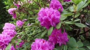 Pembe rhododendron baharda çiçek açar. bahçe.