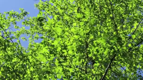 Elzenboom Met Groen Blad Tegen Blauwe Lucht Wind — Stockvideo