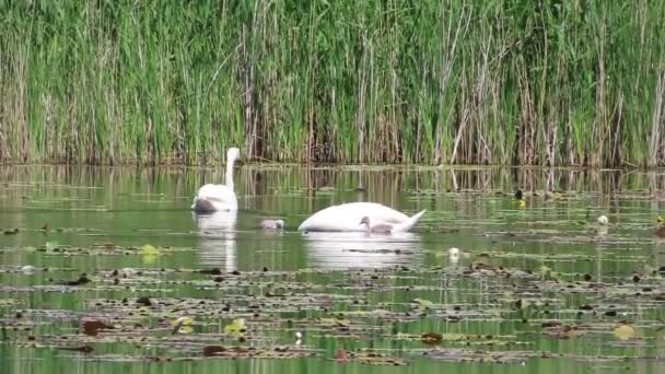 Mute Swan Cygnets Lake Germany Reed Water Lilies — Stock Video