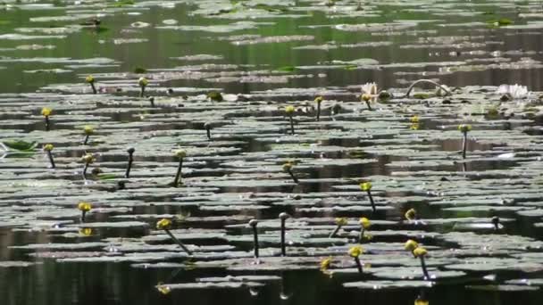 Flor Lírio Água Amarela Lago — Vídeo de Stock