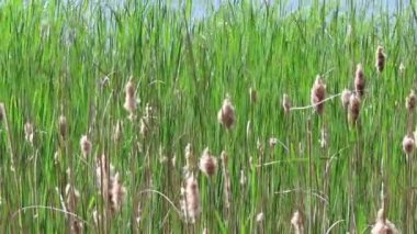 Bulrush Reed Almanya 'da bir gölde.