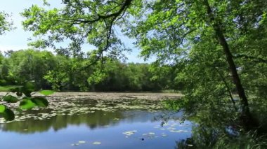 Yaz zamanı su zambakları ve kızılağaç ağaçlarıyla dolu huzurlu bir göl. Almanya Havelland Bölgesi.