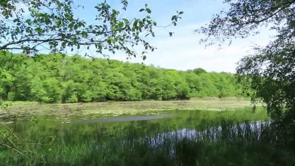 夏天和平的湖水 百合花和高山 德国哈韦兰地区 — 图库视频影像