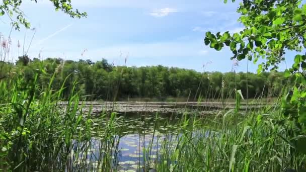 夏天和平的湖水 百合花和高山 德国哈韦兰地区 — 图库视频影像