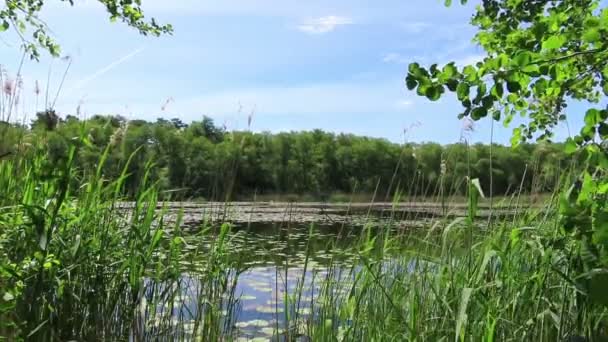 Vredig Meer Zomer Met Waterlelies Elzenbomen Regio Havelland Duitsland — Stockvideo