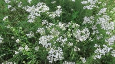 Achillea millefolyumu büyüyen beyaz çiçek başları.