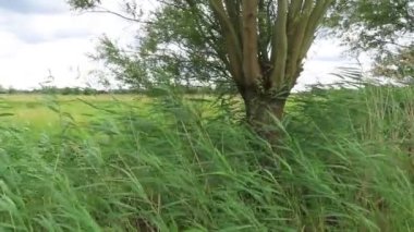 Reed ve söğüt ağacı rüzgarda savruluyor. Yaz zamanı. Almanya 'nın Havelland bölgesi