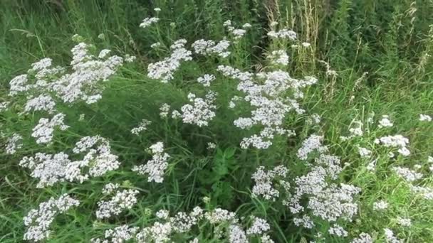 Witte Bloemkoppen Van Gewone Duizendpoot Achillea Millefolium Die Groeien — Stockvideo