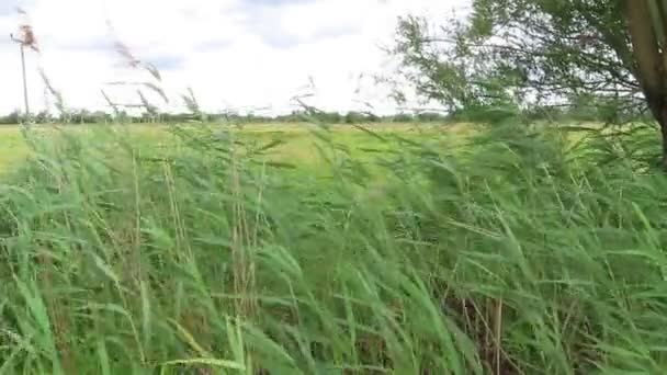 Reed Salice Nel Vento Ora Legale Regione Havelland Germania — Video Stock