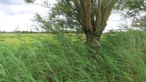 Reed Salice Nel Vento Ora Legale Regione Havelland Germania — Video Stock