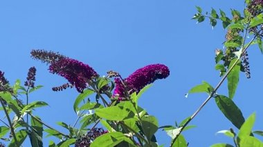 Hanımeli üzerinde marangoz arısı (Xylocopa)