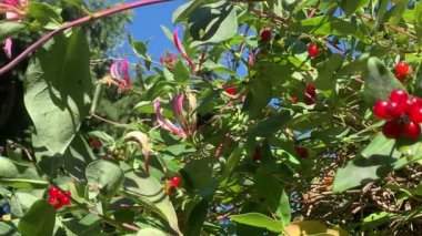 Hanımeli üzerinde marangoz arısı (Xylocopa)