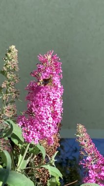 Yazın Buddleja çalılığında geniş kenarlı arı güvesi (Hemaris fuciforis).