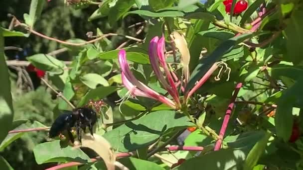 Abeja Carpintero Xylocopa Madreselva — Vídeo de stock