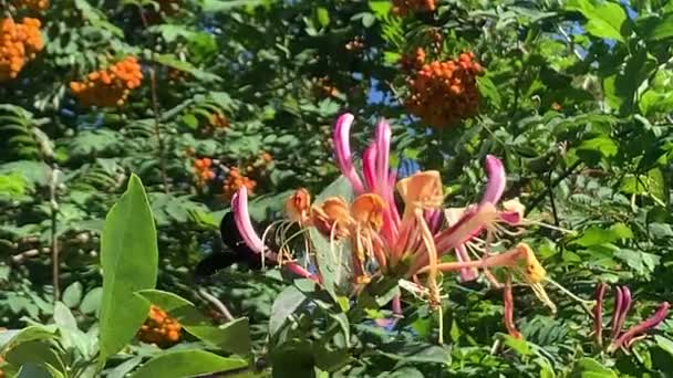 Pszczoła Ciesielska Xylocopa Wiciokrzewie — Wideo stockowe