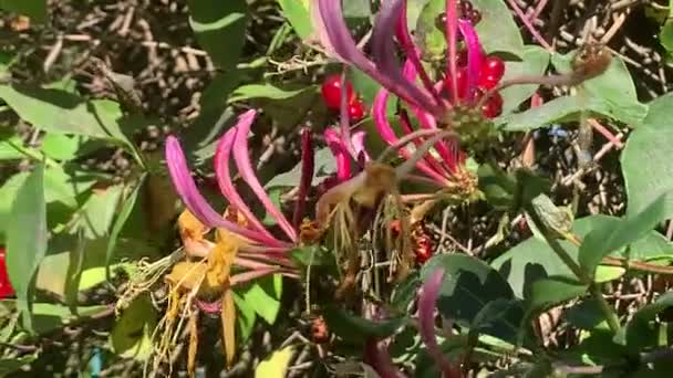 Carpenter Bee Xylocopa Honeysuckle — Stock Video