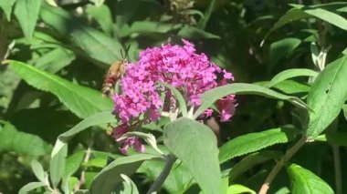 Buddleja çalıları üzerinde geniş kenarlı arı şahini-güve (Hemaris fuciforis)