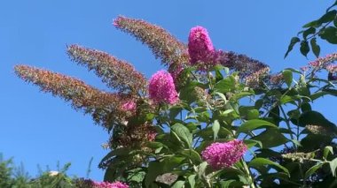 Yazın Buddleja çalılığında geniş kenarlı arı güvesi (Hemaris fuciforis).
