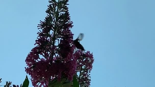 在芽叶树上的背光和宽边蜜蜂鹰蛾 Hemaris Fuciformis — 图库视频影像