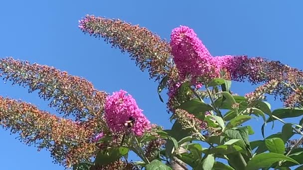 Broad Bordered Bee Hawk Moth Hemaris Fuciformis Buddleja Bush Summer — Stock Video