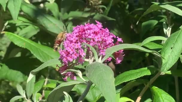 Jastrząb Wielkoskrzydły Hemaris Fuciformis Krzewie Buddleja — Wideo stockowe