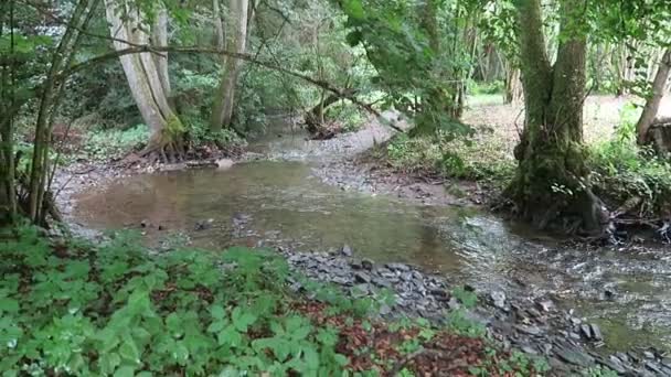 Pommerbach Arroyo Valle Del Mosela Alemania Pequeño Río Que Fluye — Vídeos de Stock