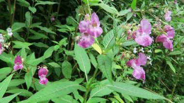 Himalaya balsamı (Impatiens glandulifera) çiçekli yaban arısı.