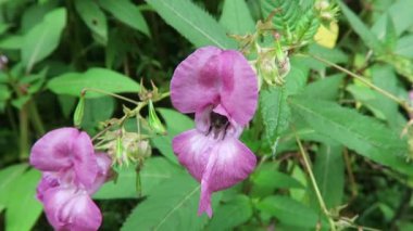 Himalaya balsamı (Impatiens glandulifera) çiçekli yaban arısı.