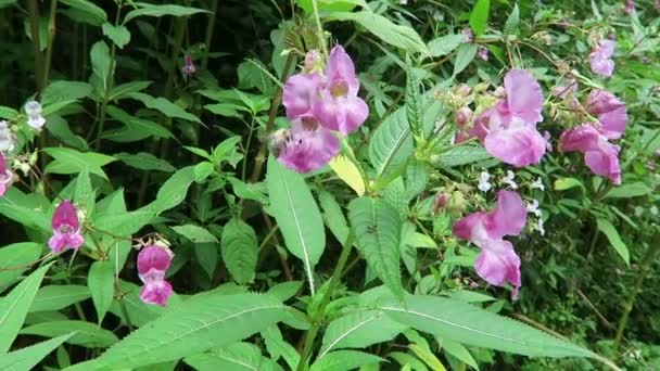 喜马拉雅苦瓜 Impatiens Glandulifera 上的大黄蜂正在开花 — 图库视频影像