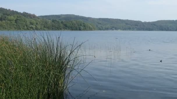 Der Laacher See Mit Seiner Typischen Landschaft Der Eifel — Stockvideo