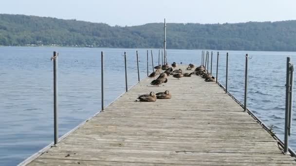 Patos Selvagens Descansando Molhe Laacher See Lake Região Eifel Alemanha — Vídeo de Stock